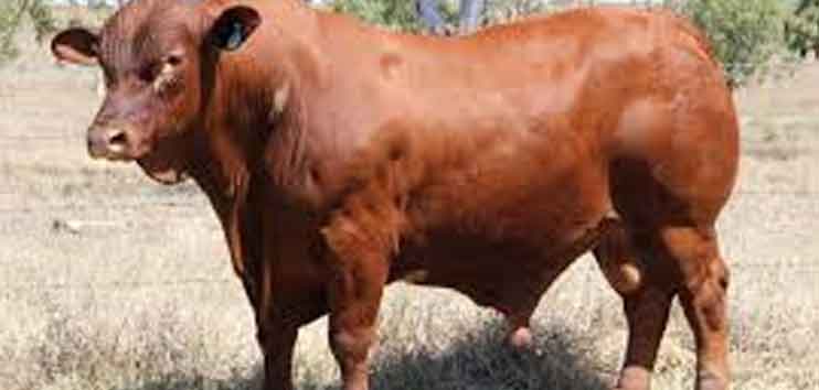 Why Choose Senepol Cattle For Profitability