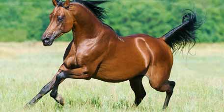 Arabian Horses Are Particularly Reactive To Sudden Movements