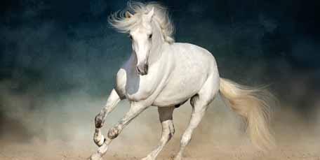 The Oldest Human Developed Breeds Of Horses