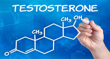 Prostate is a Male Organ that Develops in Response to Testosterone