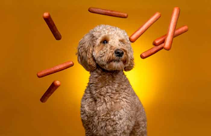 The Ultimate Guide to Goldendoodle Food