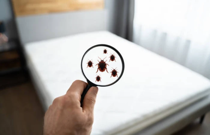 Why Is Professional Bed Bug Treatment Recommended